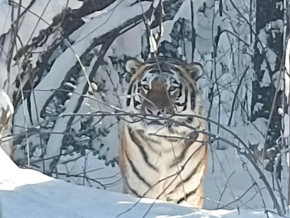 12月3日、職員が撮影した野生のアムールトラ（写真提供・取材対応者）。