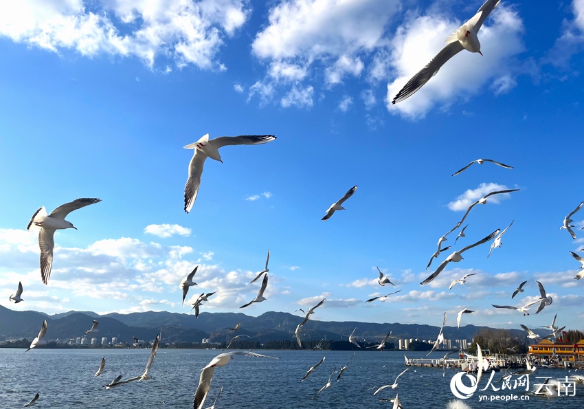 海埂ダムの上空を飛び回るユリカモメ（撮影・尹馨）。