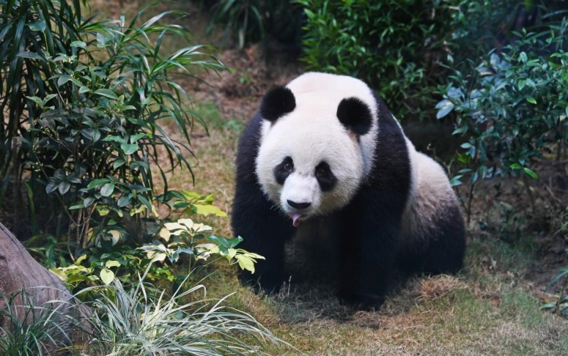 12月8日、香港海洋公園でかわいい表情を披露したパンダ（撮影・陳鐸）。