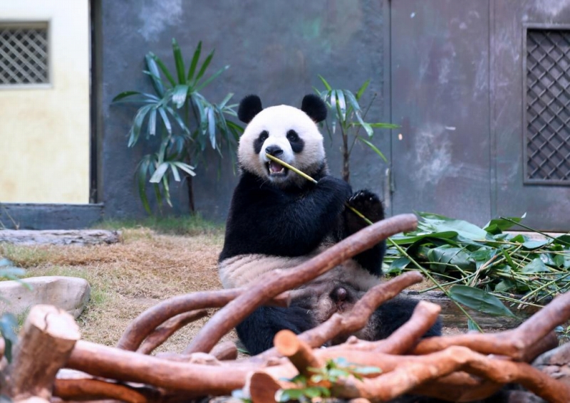 香港海洋公園で竹を食べるパンダ（撮影・陳鐸）。