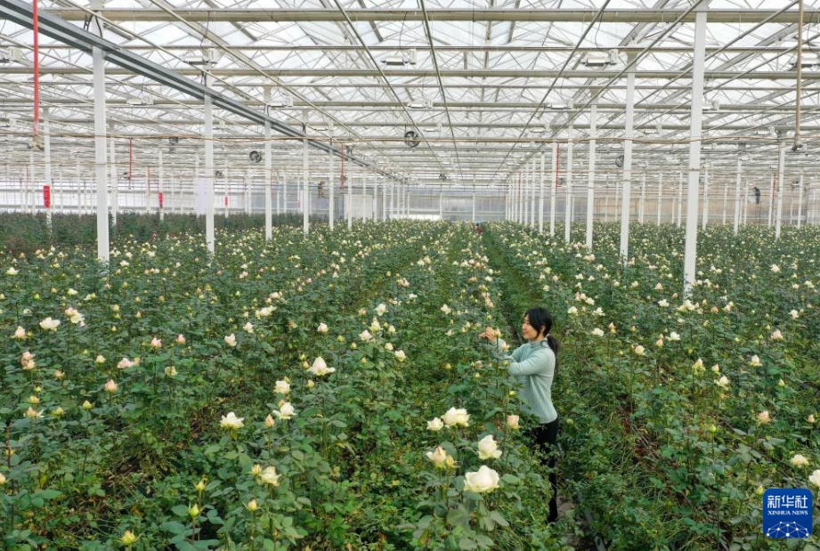 山東省の廃坑がバラの花園に大変身