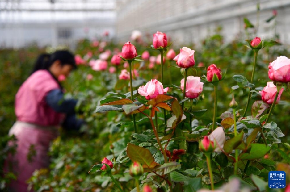 山東省の廃坑がバラの花園に大変身