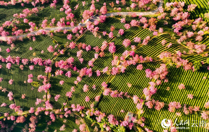 桜が満開になり絶景が広がる南澗彝族自治県の桜花谷（撮影・楊光宇）。