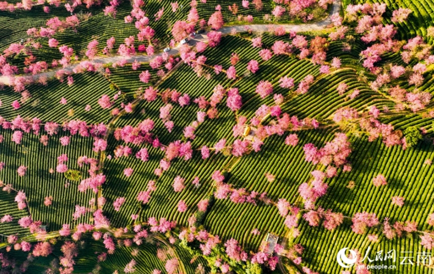 【音声ニュース】雲南省では早くも桜が満開になり春の息吹を感じられる？