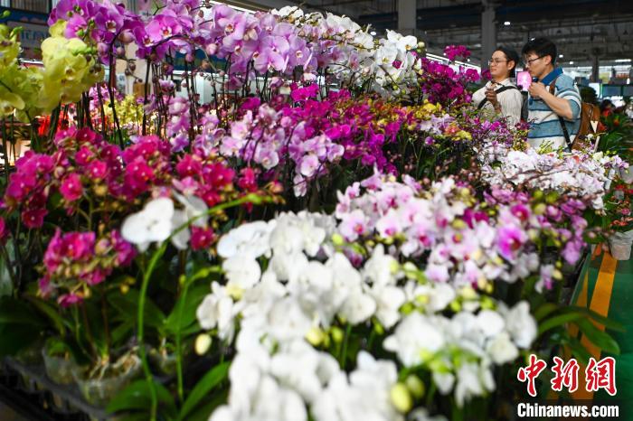 昆明斗南花卉市場で元旦に飾る花の売れ行きが好調に　雲南省