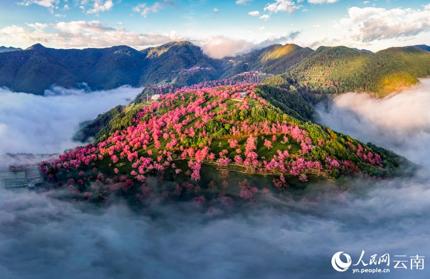 雲南省大理白族自治州南澗彝族自治県にある無量山で、霧に包まれた美しい桜花谷（撮影・楊継培）。