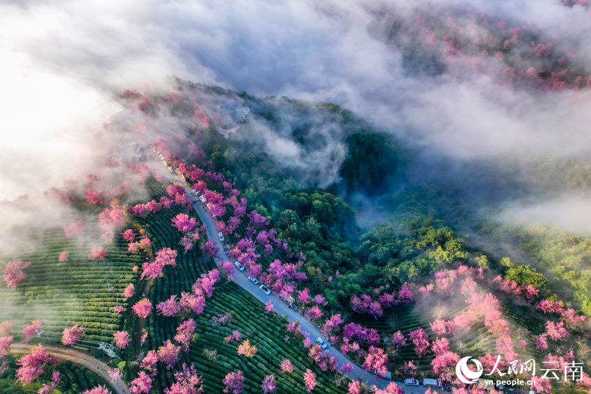 霧が漂う幻想的な桜花谷　雲南省大理