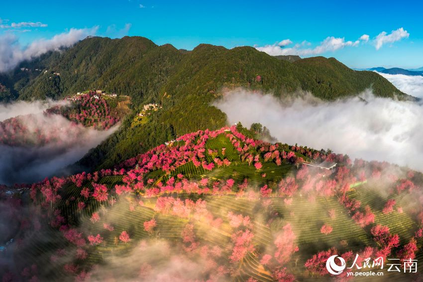 霧が漂う幻想的な桜花谷　雲南省大理