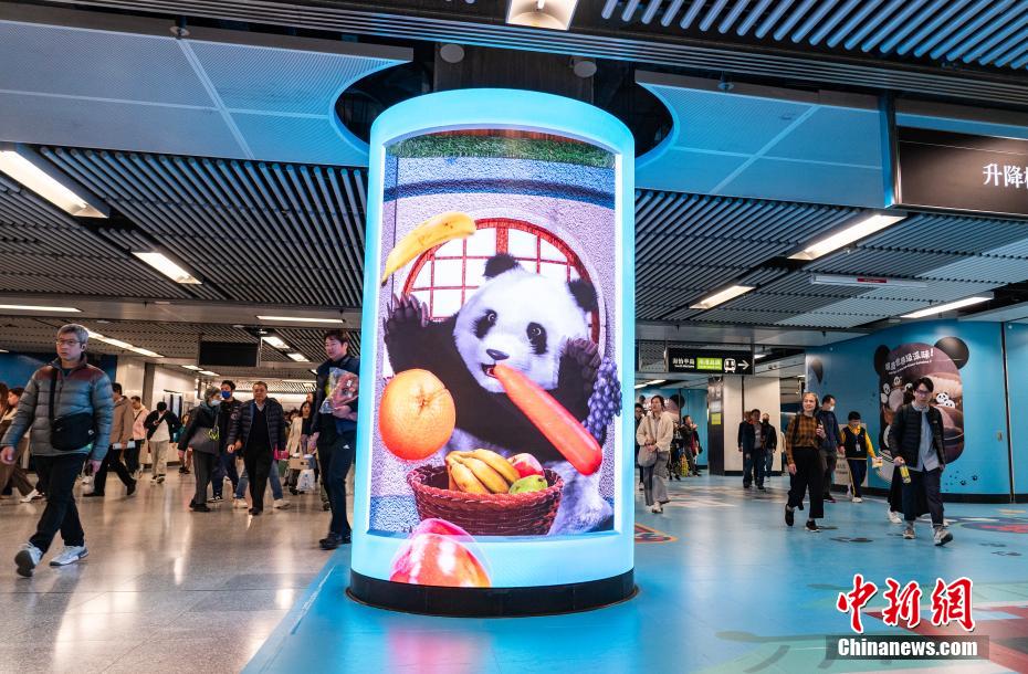 金鐘駅の乗り換え通路にあるパンダをテーマにしたLEDスクリーン（撮影・侯宇）。