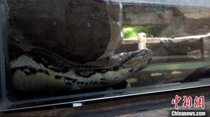 成都動物園の爬虫類館で快適に過ごすニシキヘビ（撮影・陳選斌）。