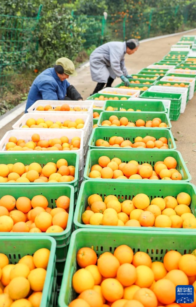 年末に向けた農産物の収穫・出荷に勤しむ中国各地