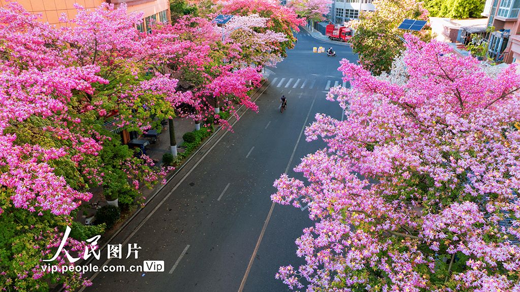 ピンク色のトックリキワタが満開となった四川省攀枝花市（撮影・周静/写真著作権は人民図片が所有のため転載禁止）。