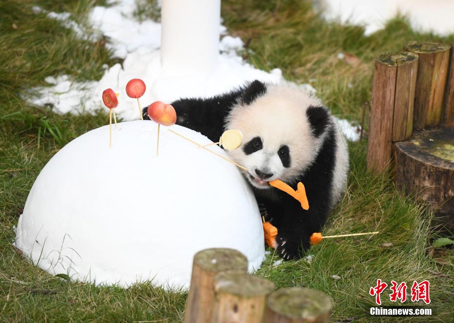 赤ちゃんパンダ 「三妹」のハーフバースデーイベント開催　重慶動物園