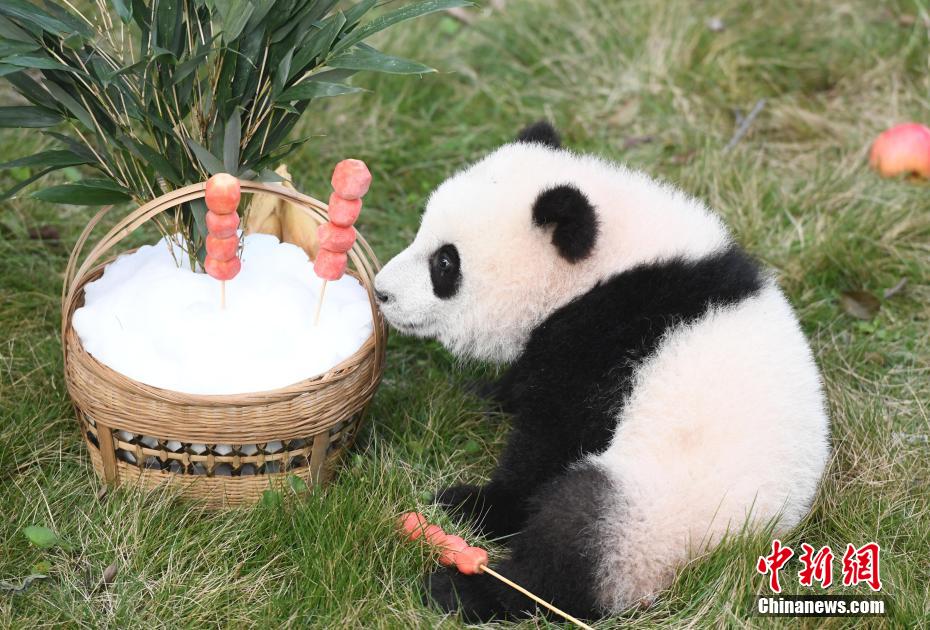 赤ちゃんパンダ 「三妹」のハーフバースデーイベント開催　重慶動物園