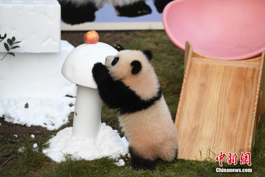 赤ちゃんパンダ 「三妹」のハーフバースデーイベント開催　重慶動物園