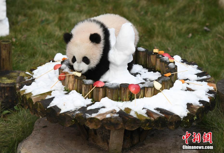 赤ちゃんパンダ 「三妹」のハーフバースデーイベント開催　重慶動物園