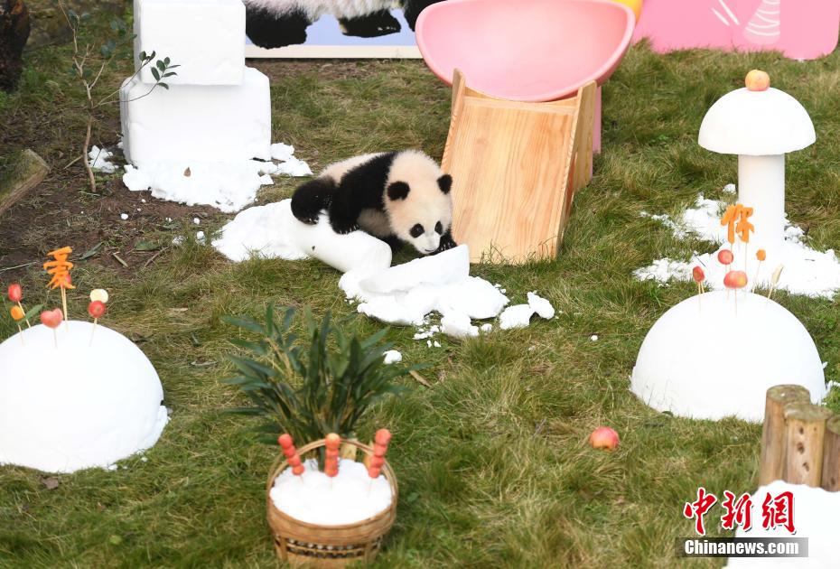 赤ちゃんパンダ 「三妹」のハーフバースデーイベント開催　重慶動物園