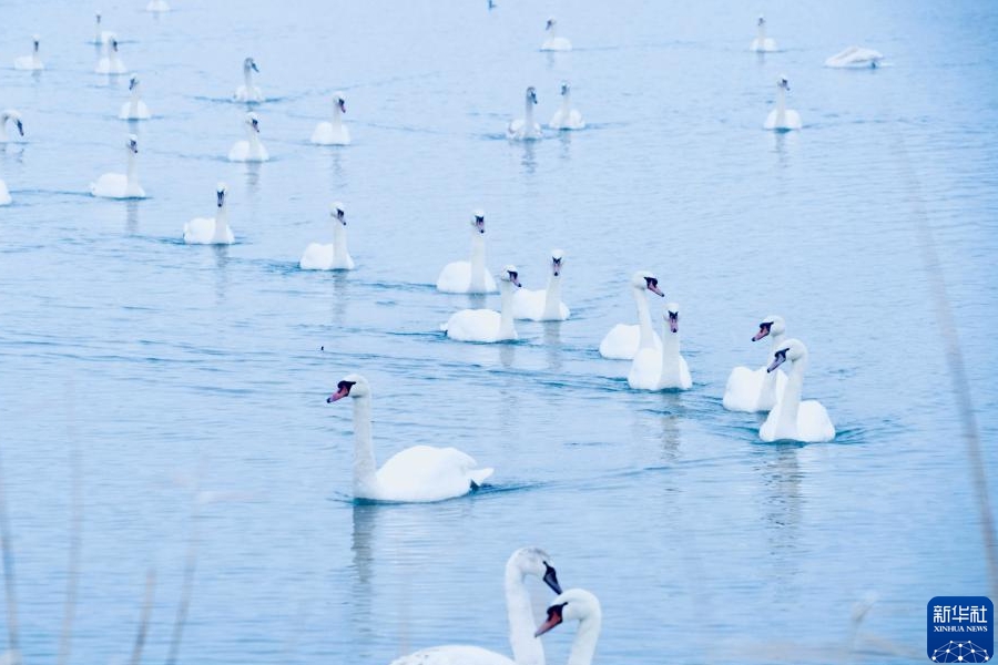 1月8日、新疆伊寧県の天鵝泉で撮影された白鳥（撮影・杜娟）。