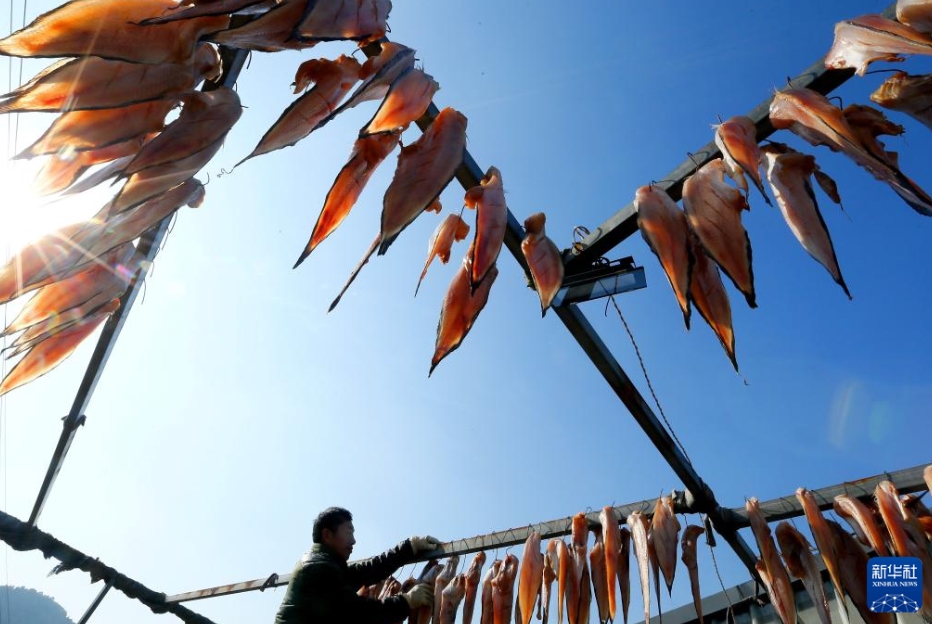 魚の干物づくりが最盛期　山東省青島