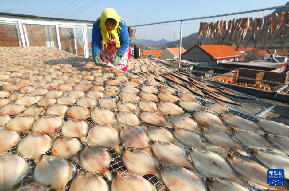 魚の干物づくりが最盛期　山東省青島