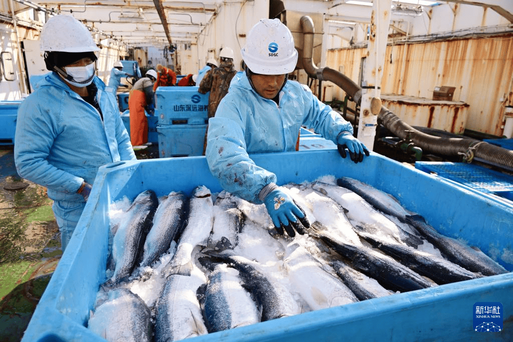 サーモンの養殖現場を訪れる