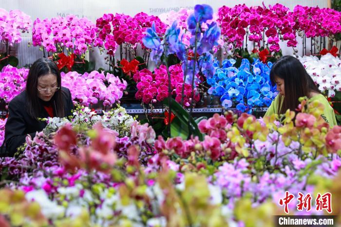 花卉市場でも高まる春節ムード　青海省西寧市