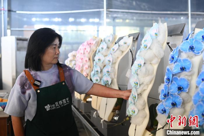 広東省仏山市で、胡蝶蘭の生育状況と梱包状態をチェックする劉立芝さん（1月20日撮影・陳楚紅）。