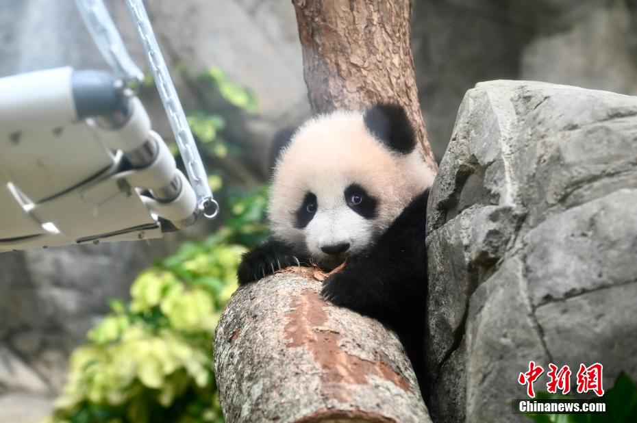 香港特区生まれの双子パンダがメディアにお披露目