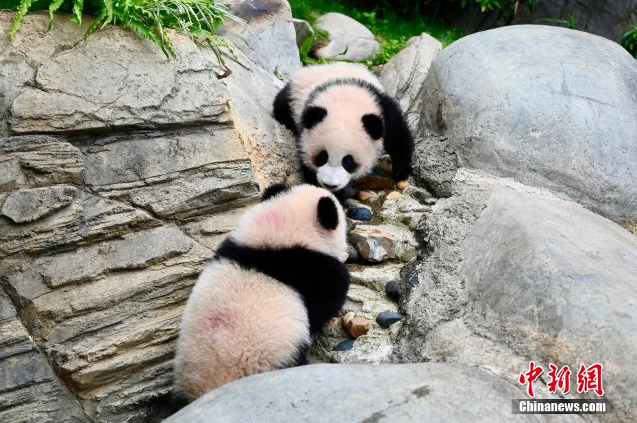 香港特区生まれの双子パンダがメディアにお披露目