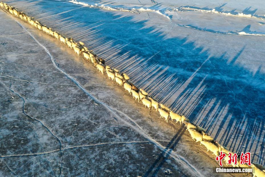 普莫雍錯（プマユムツォ湖）の凍った湖面を移動し、湖の中島を目指すヒツジの群れ（ドローンによる撮影・貢嘠来松）。