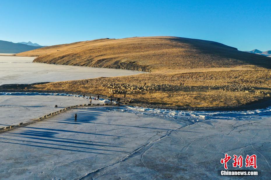 凍った湖面を移動し、湖の中島目指すヒツジの群れ　西蔵