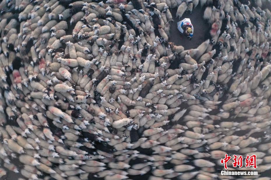 凍った湖面を移動し、湖の中島目指すヒツジの群れ　西蔵