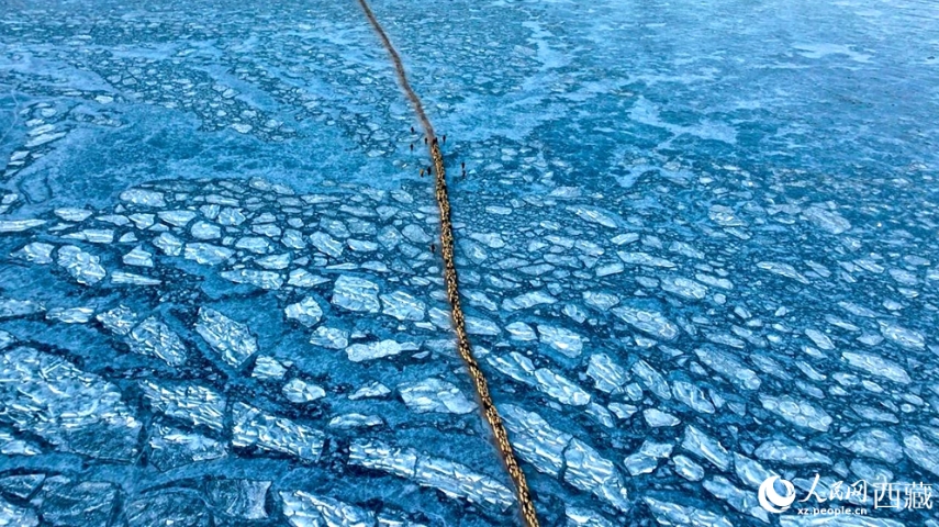 凍った湖面を移動し、湖の中島目指すヒツジの群れ　西蔵