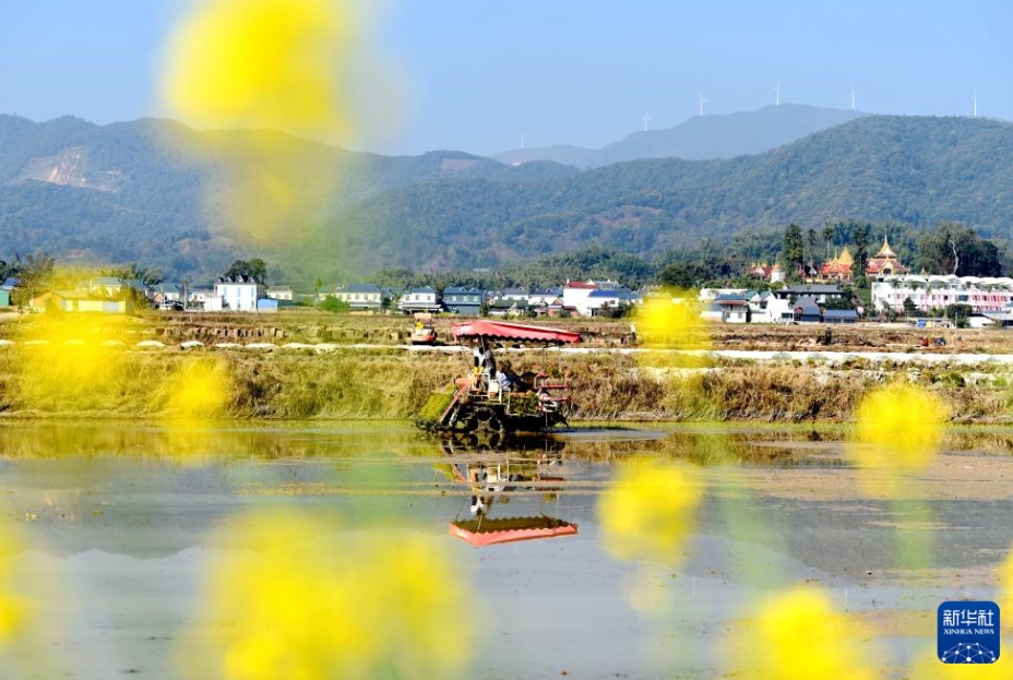 雲南省西双版納（シーサンパンナ）傣（タイ）族自治州勐海県曼朗村の田植えの様子（2月7日撮影・佐連江）。