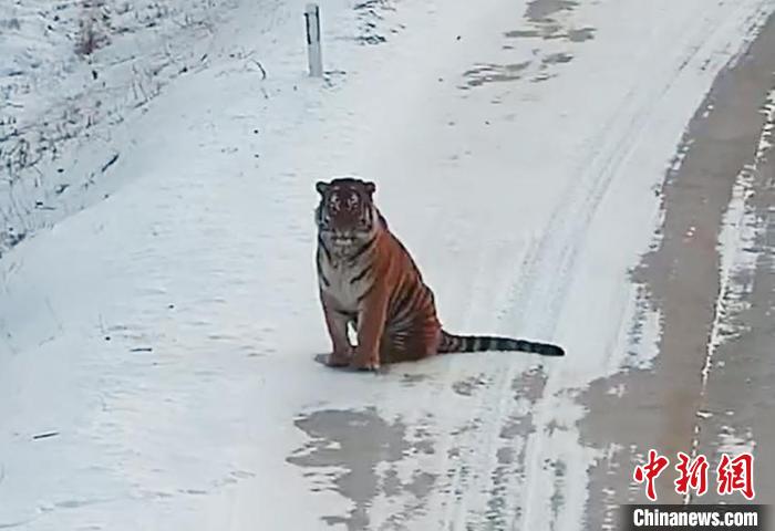 2月9日に撮影された和竜市崇善鎮広坪村の道路脇に座るアムールトラ(動画のスクリーンショット、画像提供・延辺朝鮮族自治州国境管理支隊・和竜国境管理大隊)。