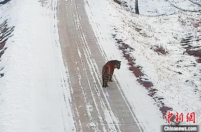 2月9日、和竜市崇善鎮広坪村の道路を歩くアムールトラ (動画のスクリーンショット、画像提供・延辺朝鮮族自治州国境管理支隊・和竜国境管理大隊) 。