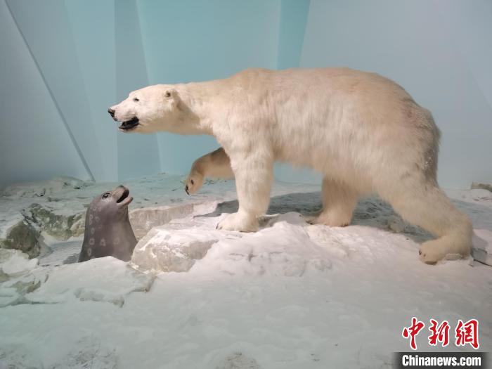 康巴什自然博物館の野生動物標本。（撮影・李愛平）