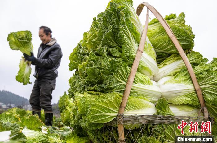 農家の増収に寄与する野菜栽培　貴州省黔西