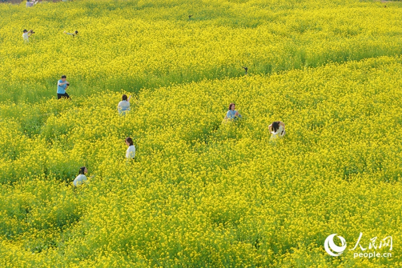 福建省厦門の菜の花が見頃迎え、広がるうららかな春景色