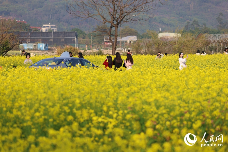 福建省厦門の菜の花が見頃迎え、広がるうららかな春景色