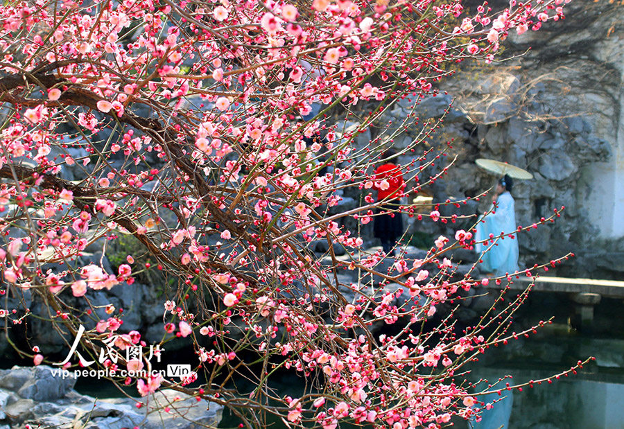 梅の花が満開を迎えた江蘇省蘇州市の古典園林芸圃（撮影・王建康/写真著作権は人民図片が所有のため転載禁止）。