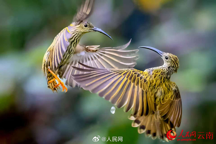 色彩鮮やかな鳥たちの楽園　雲南省怒江傈僳族自治州