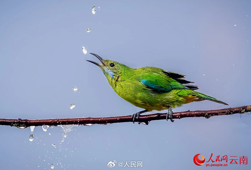 色彩鮮やかな鳥たちの楽園　雲南省怒江傈僳族自治州