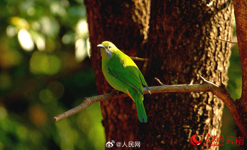 色彩鮮やかな鳥たちの楽園　雲南省怒江傈僳族自治州