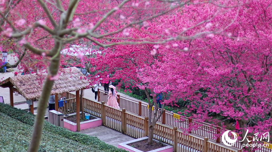 福建省竜岩市の茶畑で桜の木が開花シーズンに