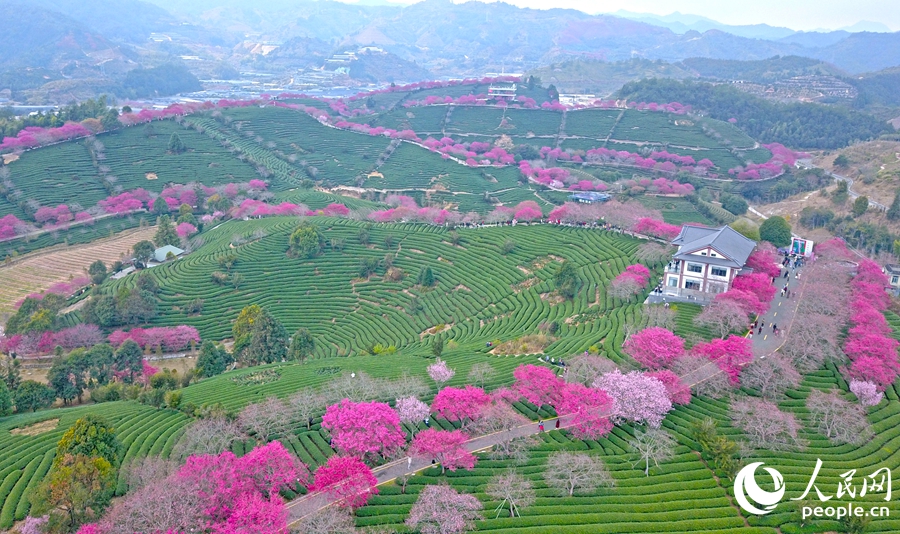 福建省竜岩市の茶畑で桜の木が開花シーズンに