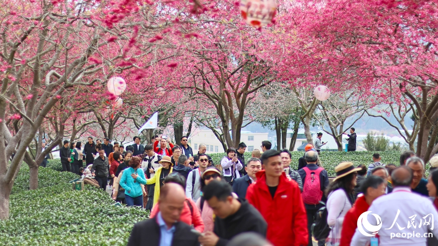 福建省竜岩市の茶畑で桜の木が開花シーズンに