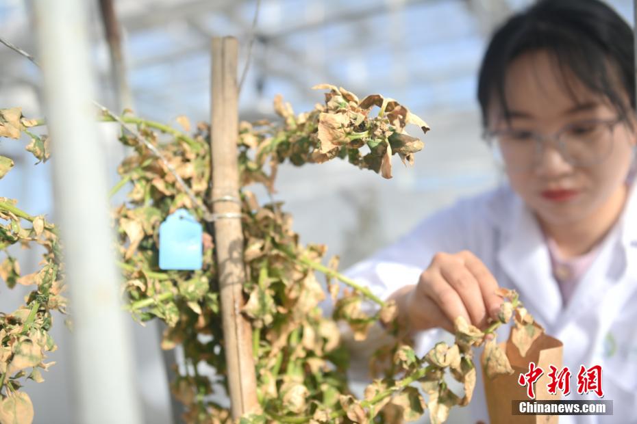 中国最大の花と野菜の海外種子増殖拠点を訪ねて