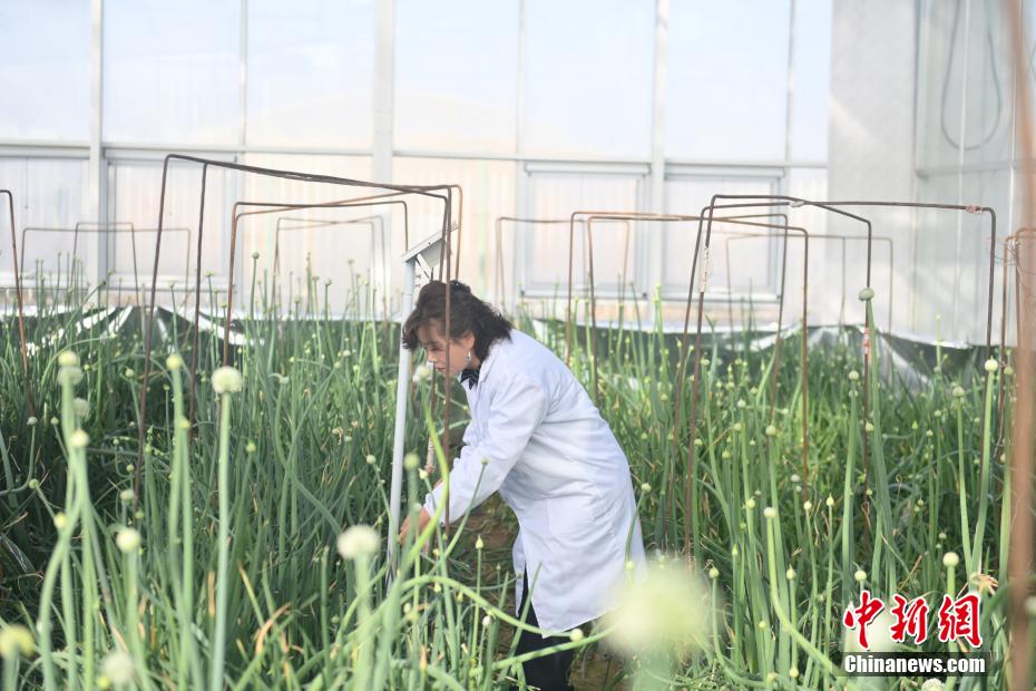 中国最大の花と野菜の海外種子増殖拠点を訪ねて