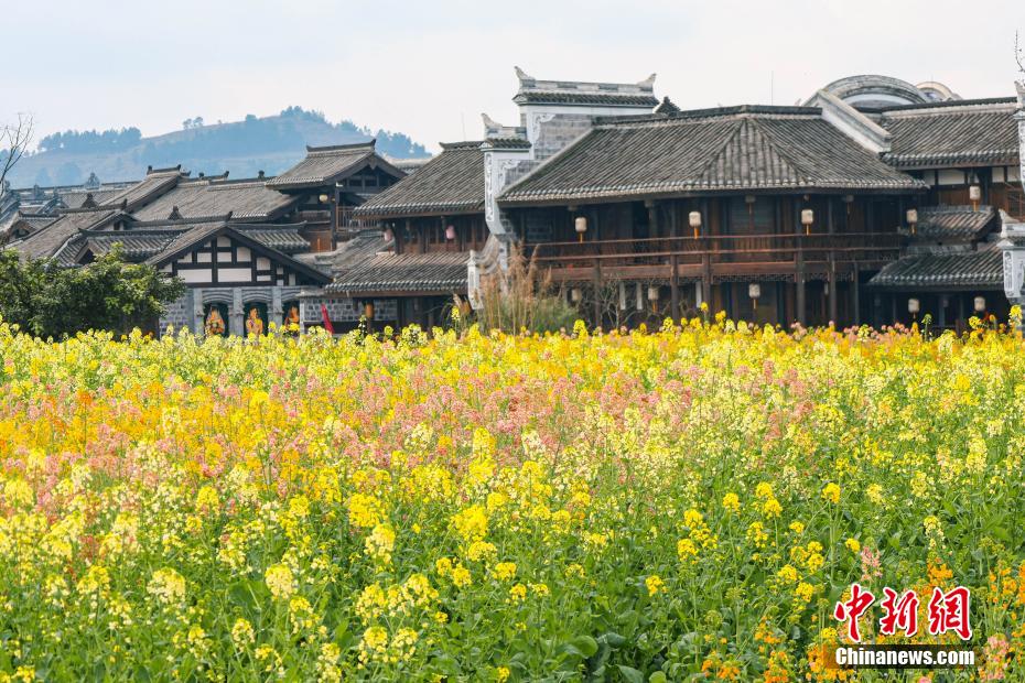 李荘古鎮で開花のピークを迎えた濃淡や色合いが異なる菜の花（撮影・李舫）。